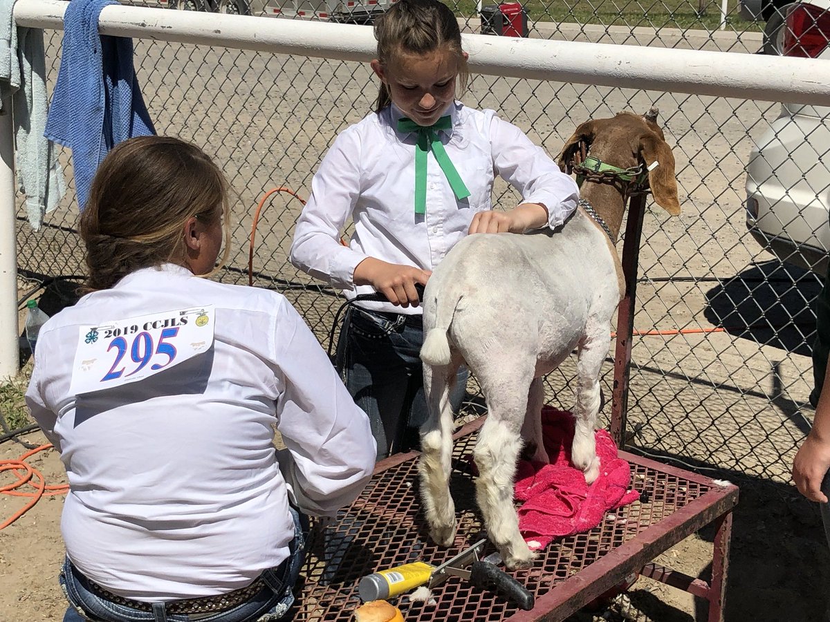 ChurchillCounty's tweet photo. #churchillcounty kids & livestock put their best feet forward at the Jr. Livestock Show & Sale this weekend. #NVFFA #CountiesMatter https://t.co/OOKEQBNbIB