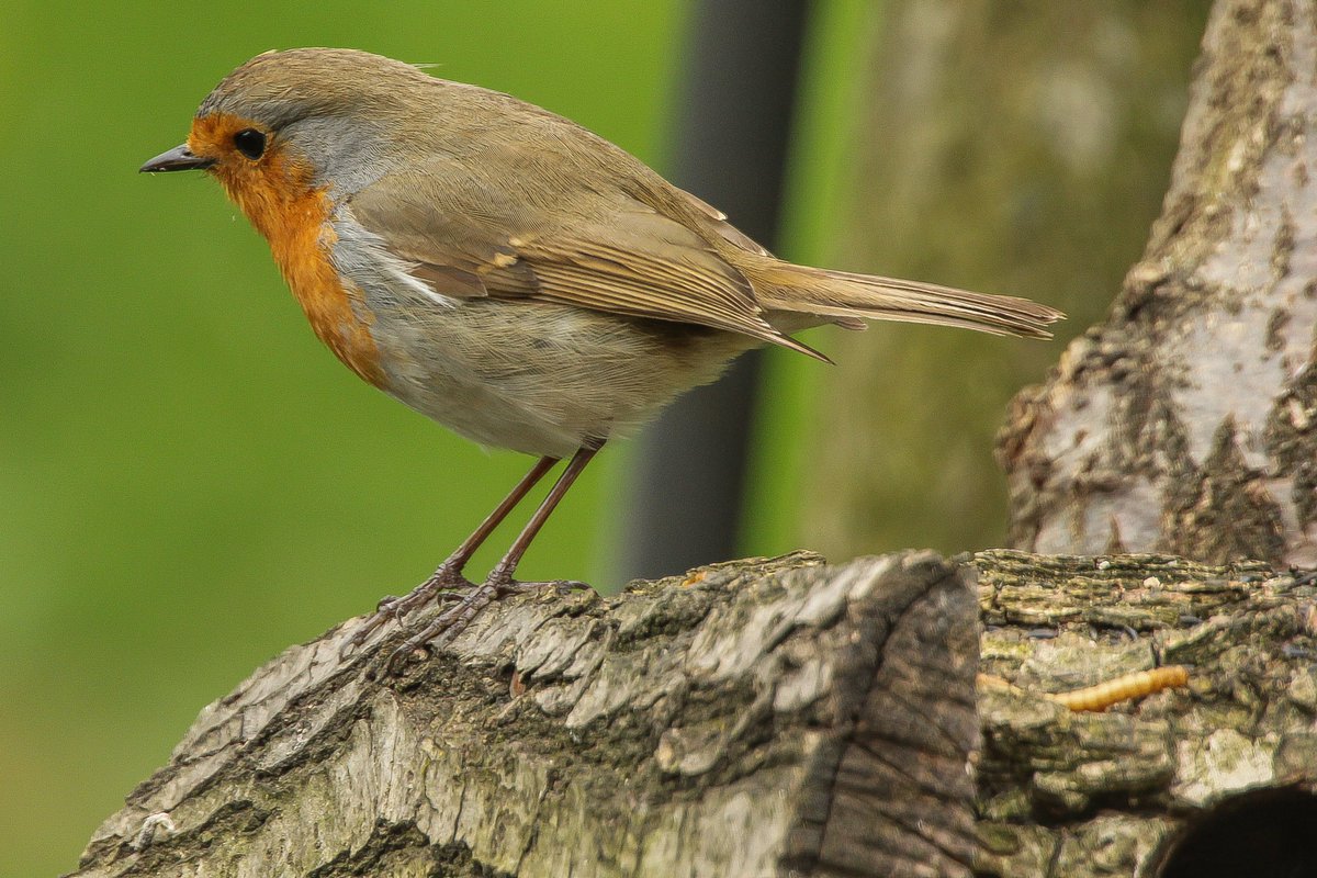 hi everyone I am back and waiting to re tweet the wildlife in Thurrock