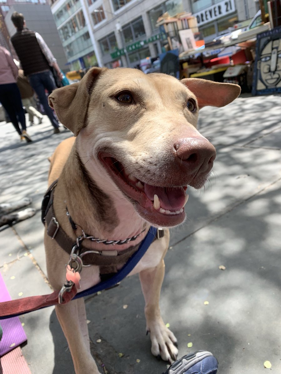 MightyMutts's tweet image. Did you come out and meet our new princess? Charlotte is full love.