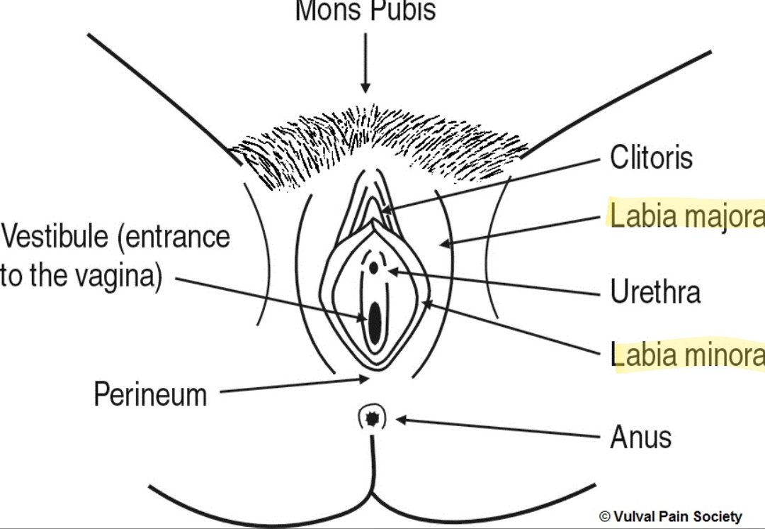 Diagram of vulva