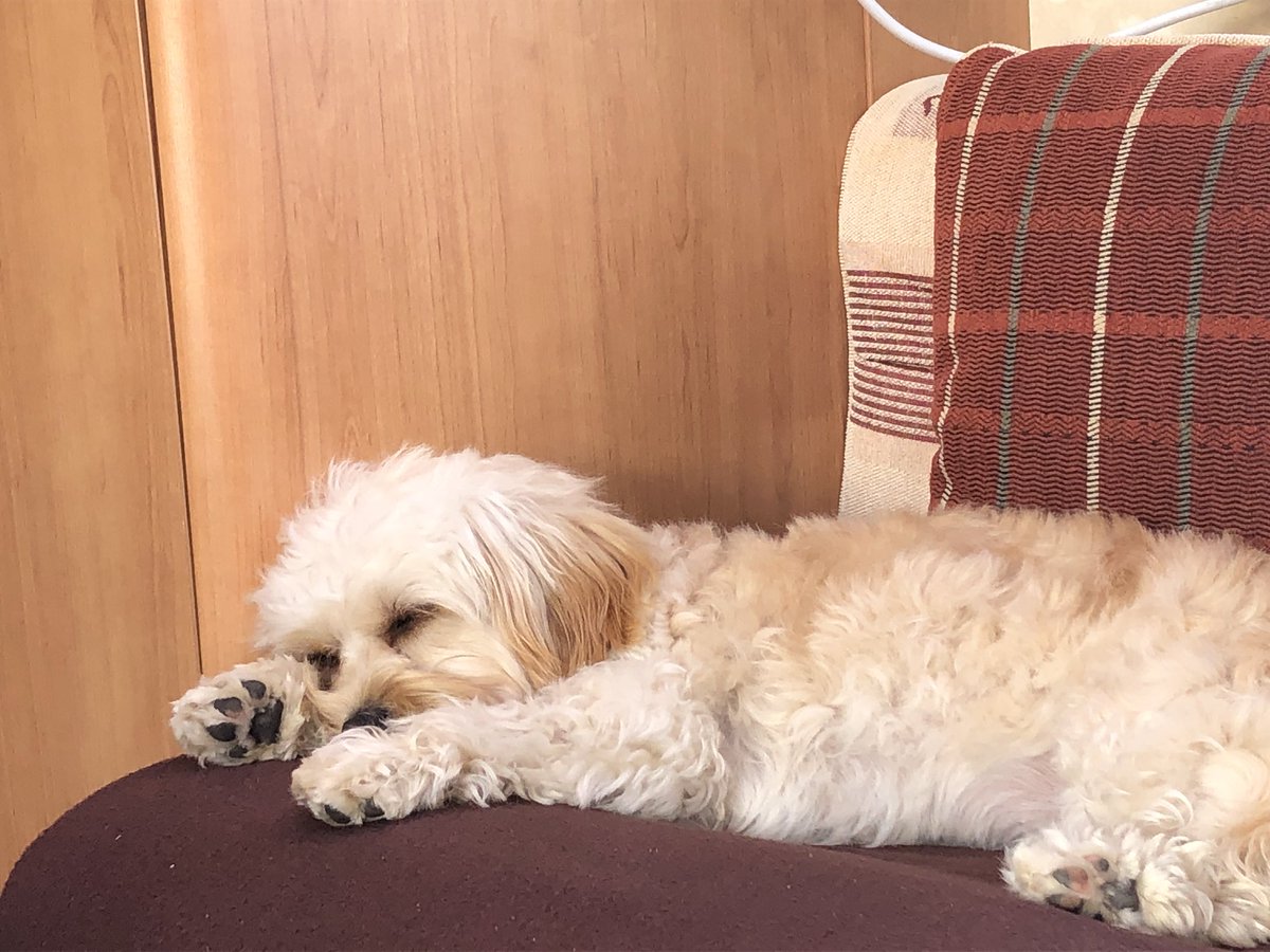 RacemeadowDog's tweet photo. Molly has had great fun during the Easter Holidays. She’s been on holiday in Wales. https://t.co/rlXShzv8TM