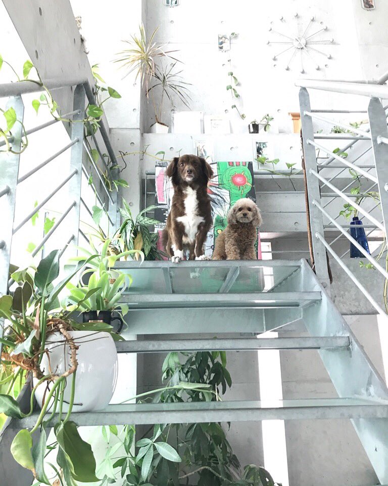 Wanko__inn's tweet photo. アーバンジャングル🌿☀️✨
心地良い太陽の光が降り注ぐ店内では、動物も植物も元気いっぱい🎶 室内なのに、自然を感じる…☘
・
#自然 #プードル #トイプードル #ぷーどる #トイプー  #ミックス犬 #MIX犬 #雑種 #雑種犬 #心地良い #リラックス #ワンコには快適を #飼主様には安心を https://t.co/lum1ZOs30k