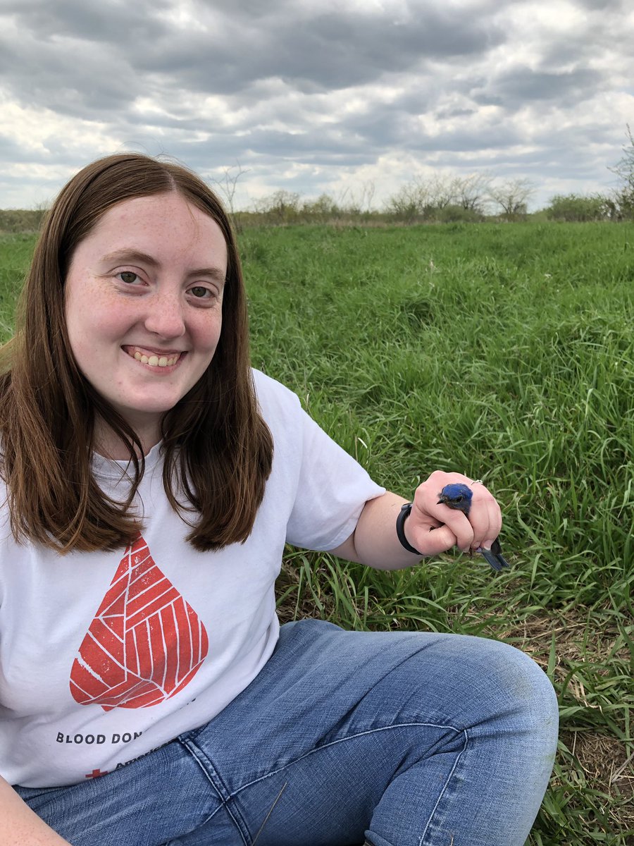 HubbardBirdLab's tweet photo. First bluebirds banded! Pro-tip: plastic siding samples make perfect nest box traps! @MelissaBailey_7 @adamweinmann595 @ashley_herdman https://t.co/WDJa6DiG9X