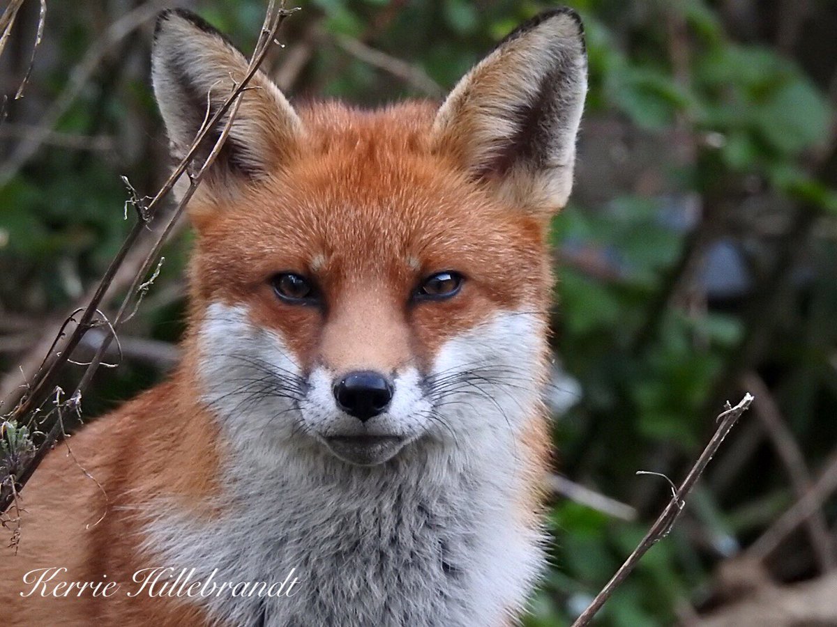 Fifi. And fredie female and male foxes that visit my garden #foxes  #lovefoxes  #banfoxhunting