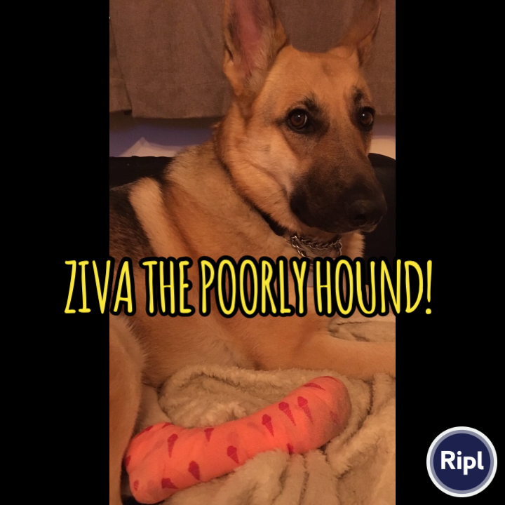 Graphein Recruitment’s baby has a pawly paw 🥺#recruitment #recruiterlife #weekend about:blank  #puppies #amjoy via ripl.com