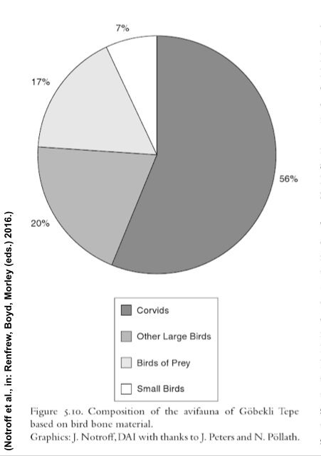 Furthermore, among the bones of birds found at  #GöbekliTepe, necrophagous species (i.e. feeding on corpses) like vultures and corvids (crows, ravens etc.) were dominating - much more than usually expected in contemporary settlements ... https://books.google.de/books?id=CdnECgAAQBAJ&lpg=PA72&ots=p-zf2UTP3h&dq=notroff%20et%20al%20gathering&hl=de&pg=PA65#v=onepage&q&f=false