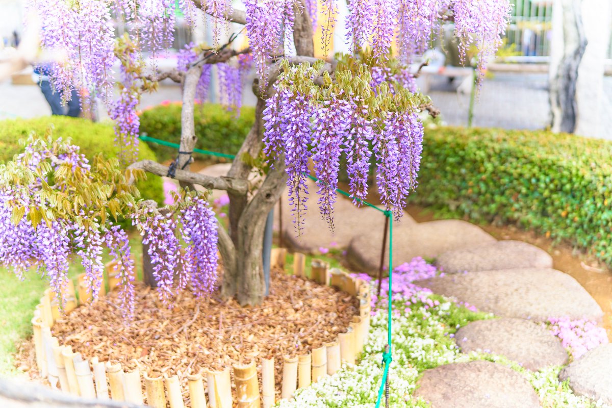 Tokina A Twitter 藤の咲く街のふじの咲く丘の藤の花は 今だいぶ良い感じ 鉢植えの藤の花は見頃 藤棚は もう少し先かな ともあれ綺麗に咲き枝垂れています G Wのレジャーに是非 グンマーの足利はココ 笑 なお入園料 駐車場料共に無料です W Tokina A Twitter 藤の咲く街のふじの咲く丘の藤の花は 今だいぶ良い感じ 鉢植えの藤の花は見頃 藤棚は もう少し先かな ともあれ綺麗に咲き枝垂れています G Wのレジャーに是非 グンマーの足利はココ 笑 なお入園料 駐車場料共に無料です W