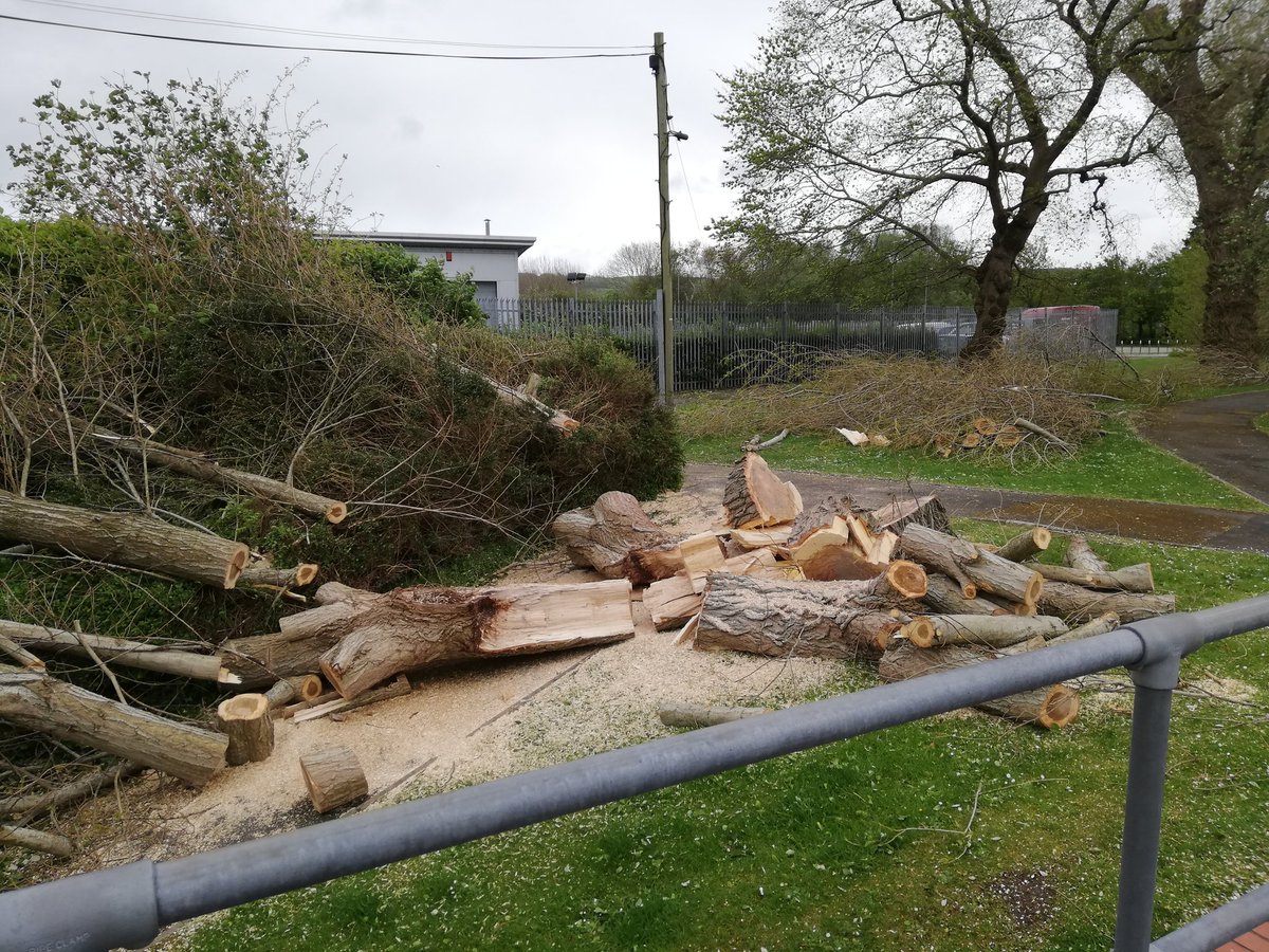 I think it was a bit rough for some of the deciduous trees last night. 70-80 mph gusts and spring don't go too well together. 🍃

#trees #StormHannah #wind #weather