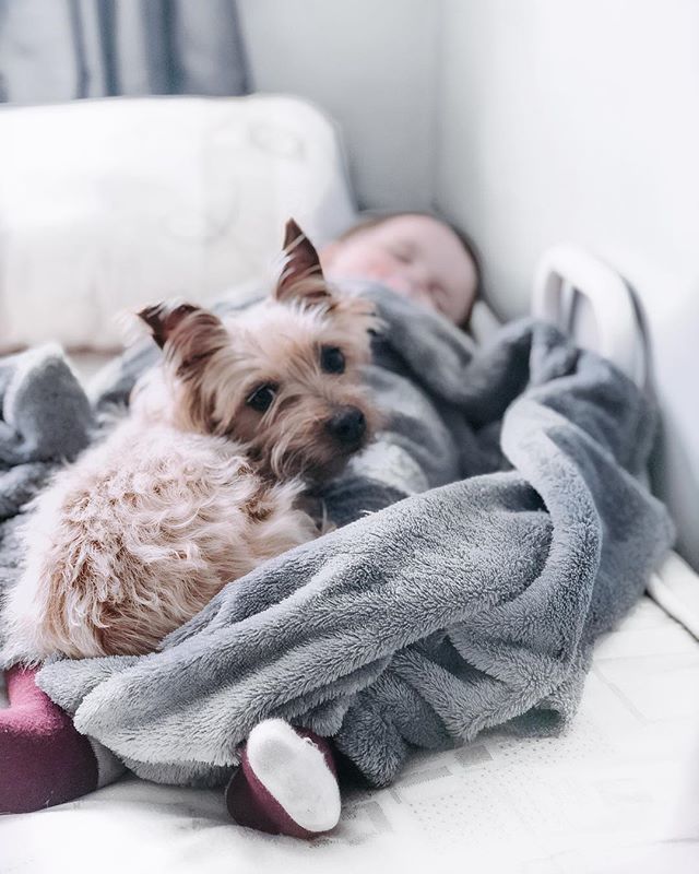 hidaniellex's tweet image. live, laugh, b a r k 🐶♥️
•
•
•
•
#aplacetolovedogs #barkhappy #barkpost #bestwoof #cutedogs #dog_features #doggoals #doggylove #dogsdaily #dogselfie #dogsforlife #dogsofinstaworld #dogsworld #dogworld #familyfirst #familyforever #familyiseverything #lovemyfam #pocket_swe…