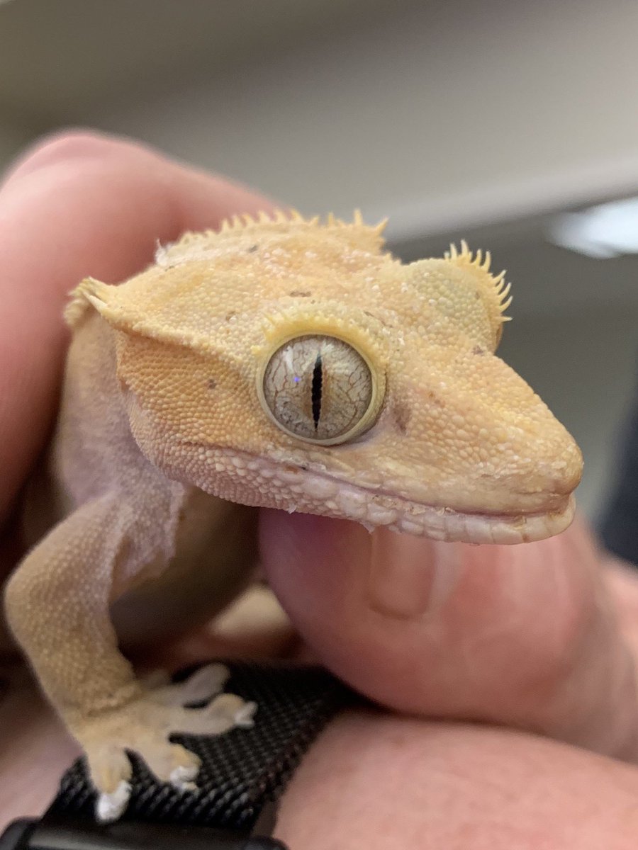 So excited to be learning about all of the amazing opportunities for careers at #harperexpo with D21 families #21learns