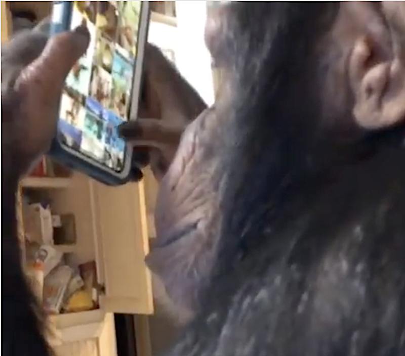 LaughingSquid's tweet photo. Clever Chimpanzee Figures Out How to Watch, Scroll and Click Through Instagram Images on a Smartphone https://t.co/86bMyPOugt https://t.co/LwSBMyJyfq
