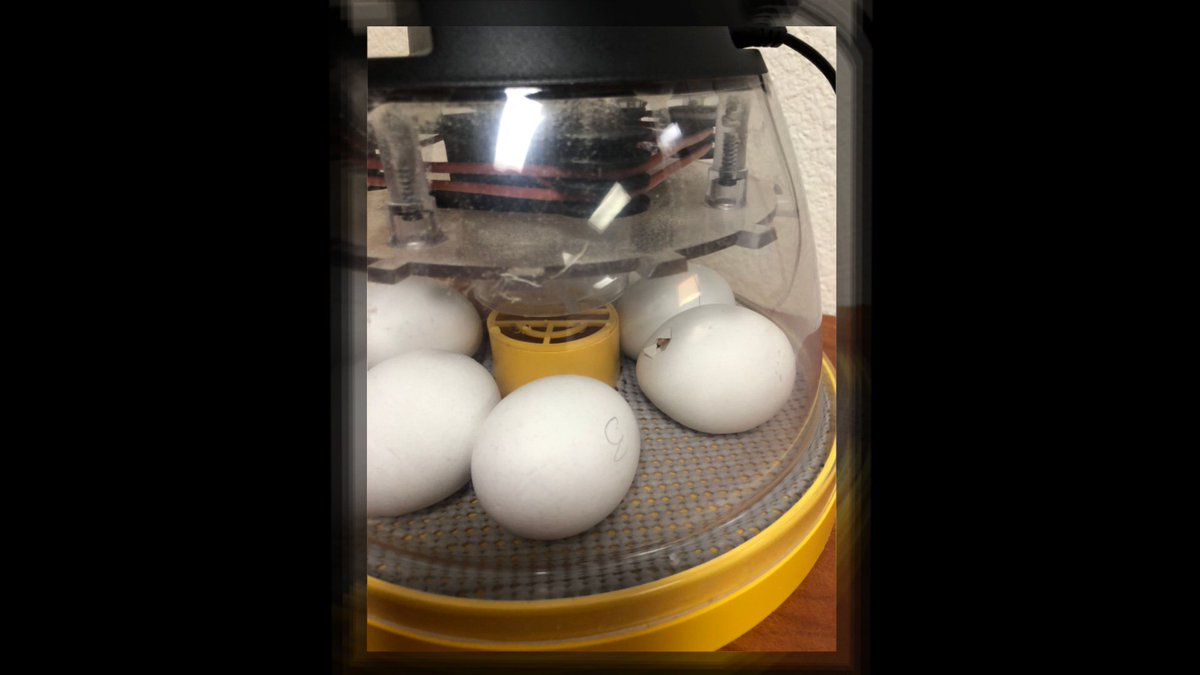 adroseteach's tweet image. Chicks are here!  @FierceFolsom animoto.com/play/1A0J2isZv…