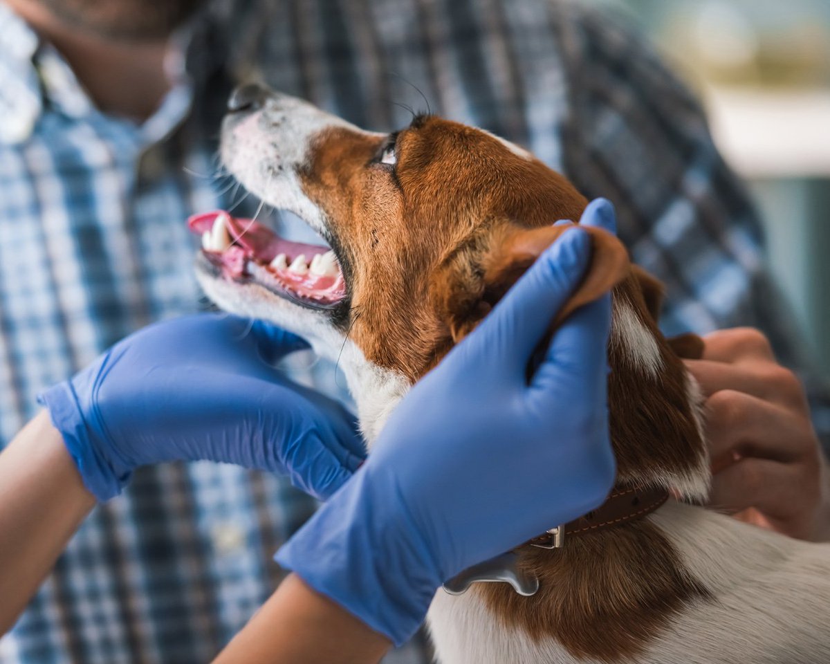 🐾Vetericyn🐾 tweet media