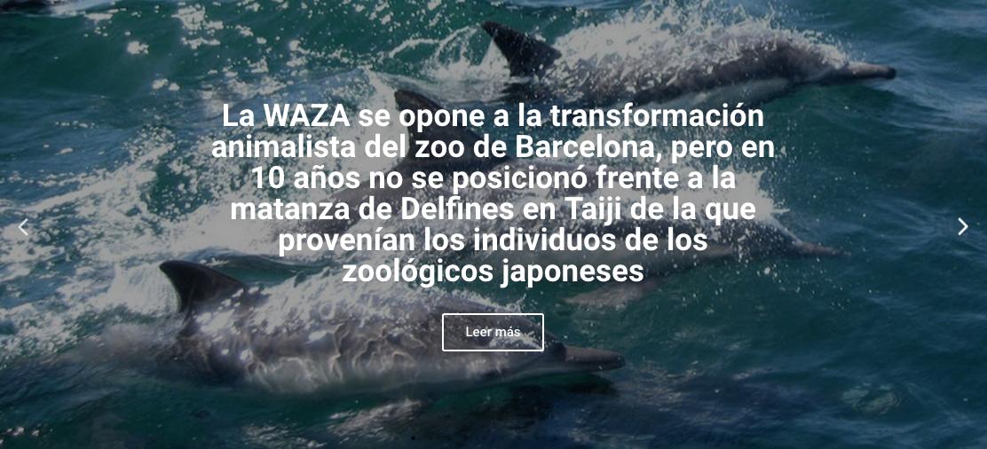 ZOOXXIproject's tweet photo. LA WAZA CONVIVIÓ DURANTE MÁS DE 10 AÑOS CON LAS VERGONZOSAS CAPTURAS DE DELFINES DE TAIJI

https://t.co/hL6gl37Qla

Seguiremos obedeciendo todas las cartas de los lobbies del tráfico legal de especies? https://t.co/623hLcDvuh https://t.co/Fi7KgRZUsq
