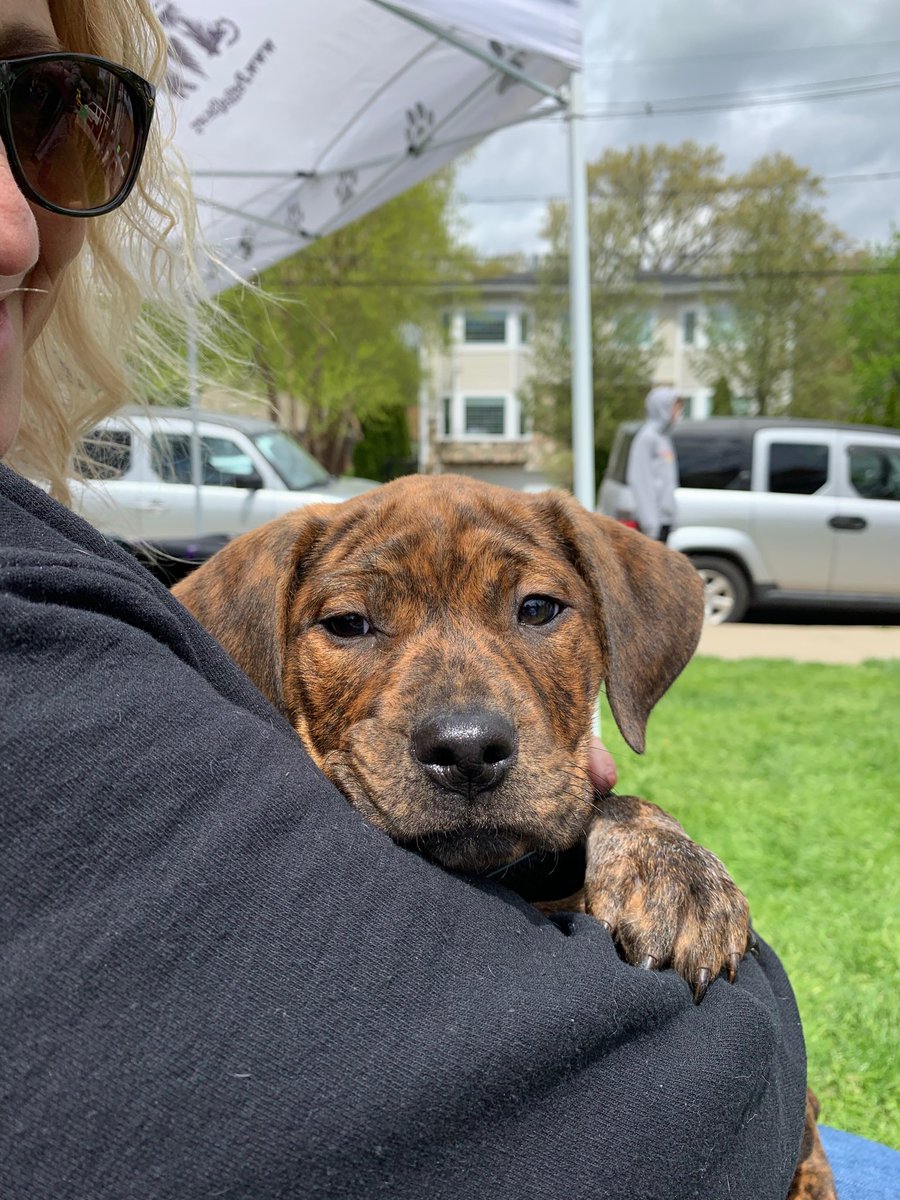 earthfair_nv's tweet photo. Per ResQ Boxer mix rescues available at NV Earthfair! So cute!! Let’s find them a home! https://t.co/bUhZInANyq