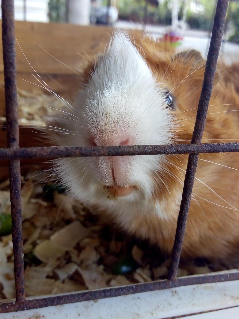 Mery_Flor928's tweet photo. ES HERMOSO 😍😍 #Vladimir #Cuyo #Cobayo #GuineaPig #Conejillo #Cui bola naranjosa ❤️ https://t.co/UmODpYflNu