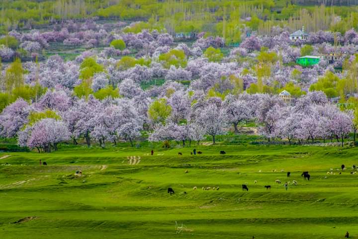 mab_balti's tweet photo. Hometown
#springseason #apricotflower https://t.co/eKHTt8yKMC