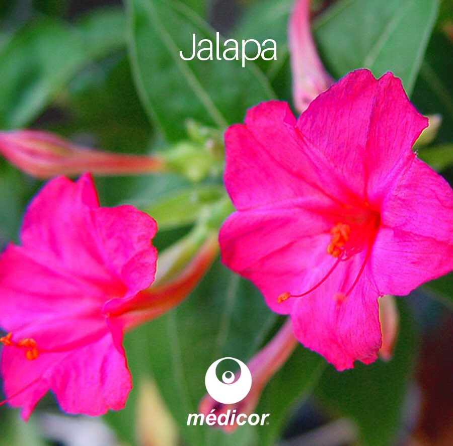 Lab_Medicor's tweet photo. ¿Sabías que...? 🧐
Jalapa, es un agente natural utilizado en homeopatía para el tratamiento de ciertas afecciones del aparato digestivo.
#homeopathy #homeopatía #LaboratoriosMédicor https://t.co/Vlh5WEMBSz