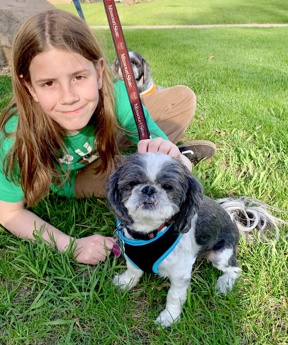 IvePetThatDog's tweet image. I pet Woody (blue) and Jake (orange). They are 8 year old Shih Tzu brothers. Woody is outgoing and Jake is shy. Woody was the runt, and Jake likes to eat. They used to like toys, now they just play together. Woody is the troublemaker. He starts things by nibbling Jake’s ears.