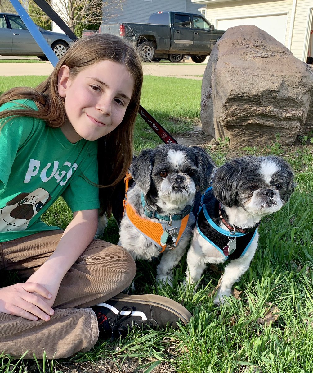 IvePetThatDog's tweet image. I pet Woody (blue) and Jake (orange). They are 8 year old Shih Tzu brothers. Woody is outgoing and Jake is shy. Woody was the runt, and Jake likes to eat. They used to like toys, now they just play together. Woody is the troublemaker. He starts things by nibbling Jake’s ears.