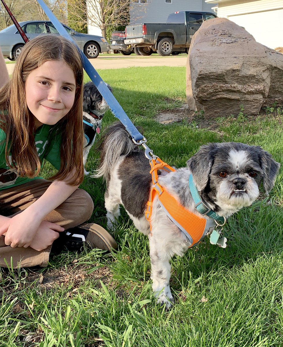 IvePetThatDog's tweet image. I pet Woody (blue) and Jake (orange). They are 8 year old Shih Tzu brothers. Woody is outgoing and Jake is shy. Woody was the runt, and Jake likes to eat. They used to like toys, now they just play together. Woody is the troublemaker. He starts things by nibbling Jake’s ears.