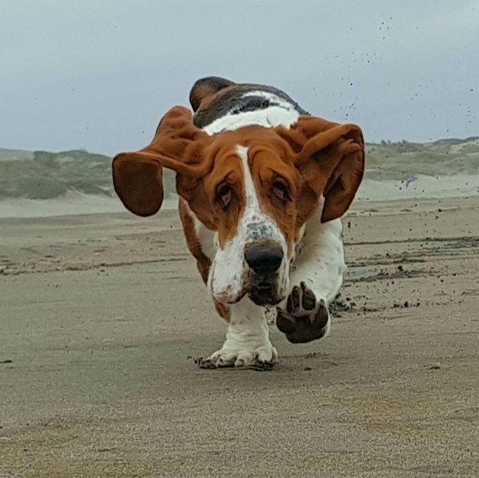 Gapoone's tweet photo. #MascotaChallenge2019 belida rompecorazones y zapatos https://t.co/1N4YAZNwa9