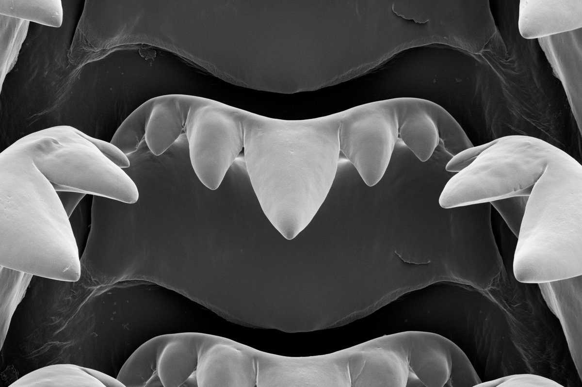 Smithsonian's NMNH on Twitter "Snails have teeth, a bunch of them