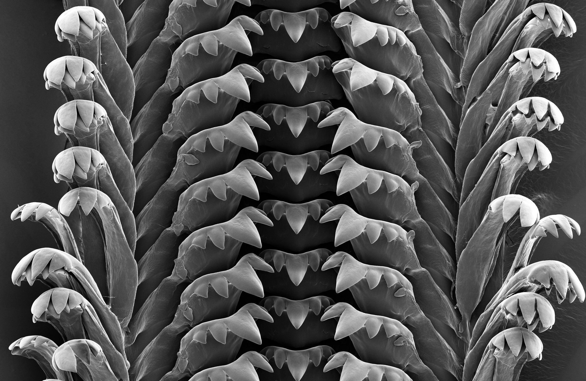 Smithsonian's NMNH on Twitter "Snails have teeth, a bunch of them! These SEM images reveal