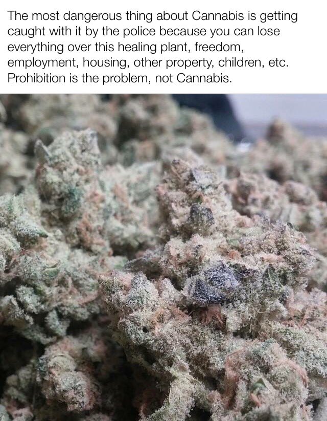 MN Campaign for Full Legalization tweet media