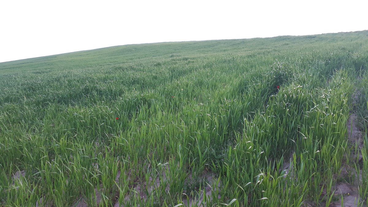 ShnizaiM's tweet photo. Although flood-stricken, but the green and beautiful plains of Gulran District of Herat give us hope for a good year ahead and an end to drought. #Drought #Gulran #Herat https://t.co/IWgrFPedjg