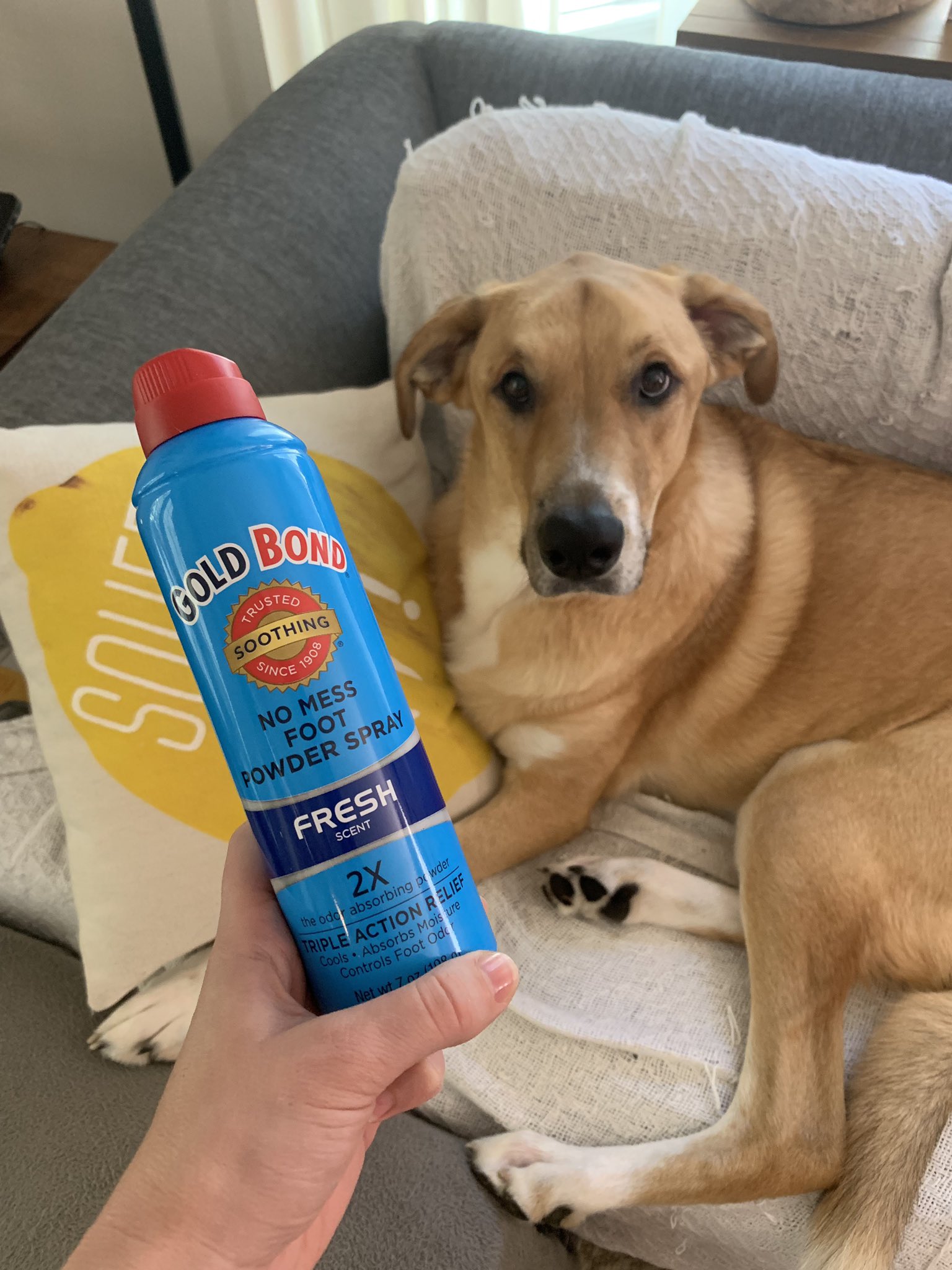 Can I Put Gold Bond On Dog