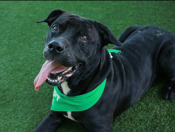 🆘🆘PRECIOUS SENIOR BOY Neutered &amp; Vaccinated
**AT XTREME RISK**
8 yrs old
86 lbs
🌸id# A1629787
Adopt-fee $ 20
Great companion 🌻
@ Hillsborough County Pet Resources, Tampa FL
SAVE A LIFE ♥
#adopt ✅
#foster ☑
📞813-744-5660
Tue-Sun: 10 to 7
Pls RT 🙏
petharbor.com/pet.asp?uaid=H…