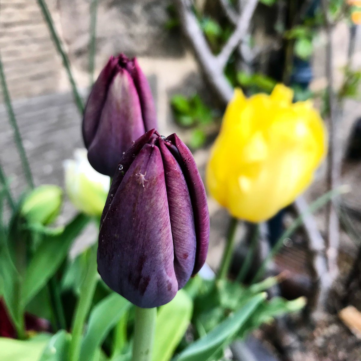 LeafLiquid's tweet photo. A rainy day but beauty still shines through. 
#allotmentlife #harrogateflowershow #allotment #vegetables #gyo #tulipfestival #tulips #optimism https://t.co/W3dw8IoVot