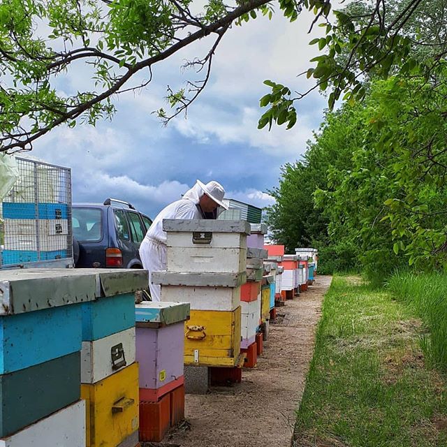 beewebapp's tweet image. #beekeeping #bees #bee #beekeeper #beekeepers #beehive #pcelarstvo #honey #honigbiene #melli #honig #apicoltura #apicultura #apicultores #apiculture #apiary #apicultor #pčelarstvo