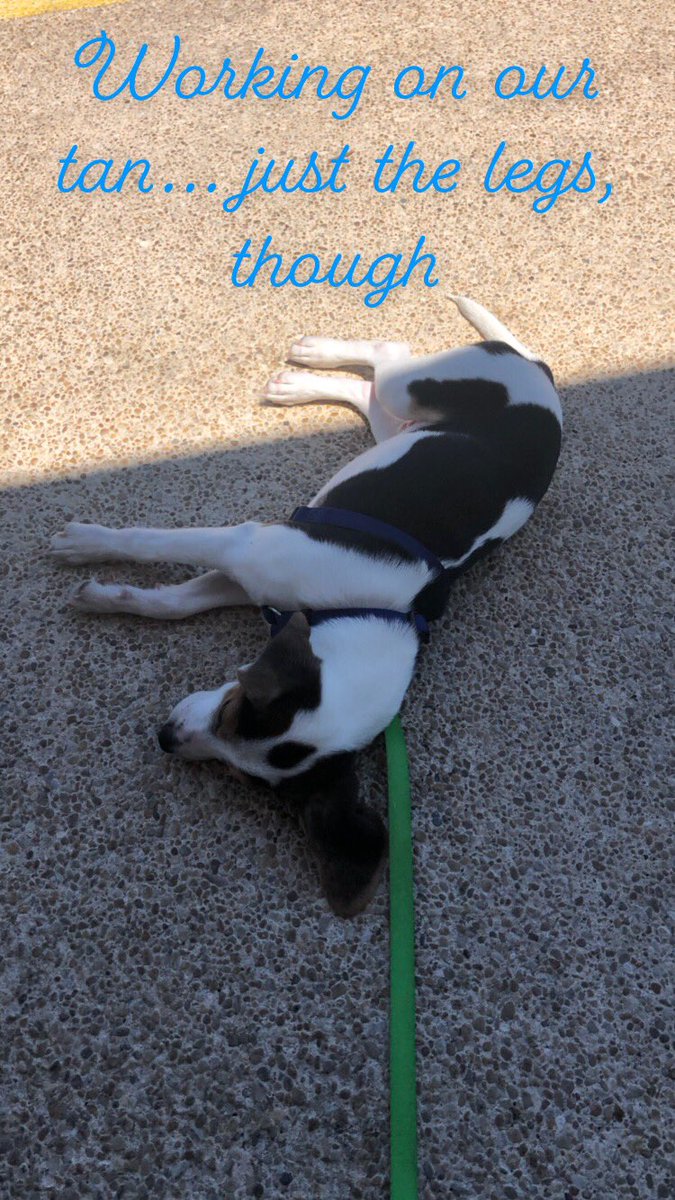 Tango38475664's tweet photo. #DogsofTwittter @AlamoKOA #PetLife https://t.co/P3pwYgJMNs