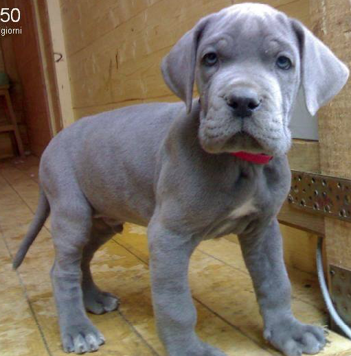 WeLoveDogsUSA's tweet photo. Today's Adorable Puppy is a Baby Great Dane. He's gonna be BIG boy!
#GreatDanes #BiggestDogs #HugePuppies https://t.co/YjF4L96uOS