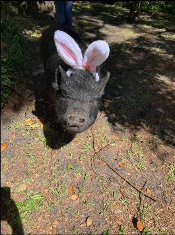 the_chrispbacon's tweet photo. I know I’m late, but Happy Easter everybody! https://t.co/amsR4zyYx4