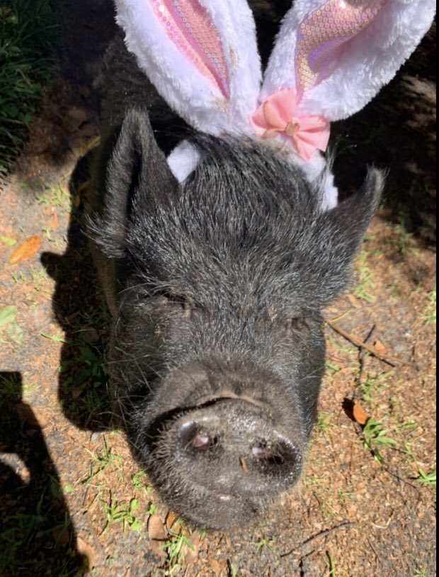 the_chrispbacon's tweet photo. I know I’m late, but Happy Easter everybody! https://t.co/amsR4zyYx4