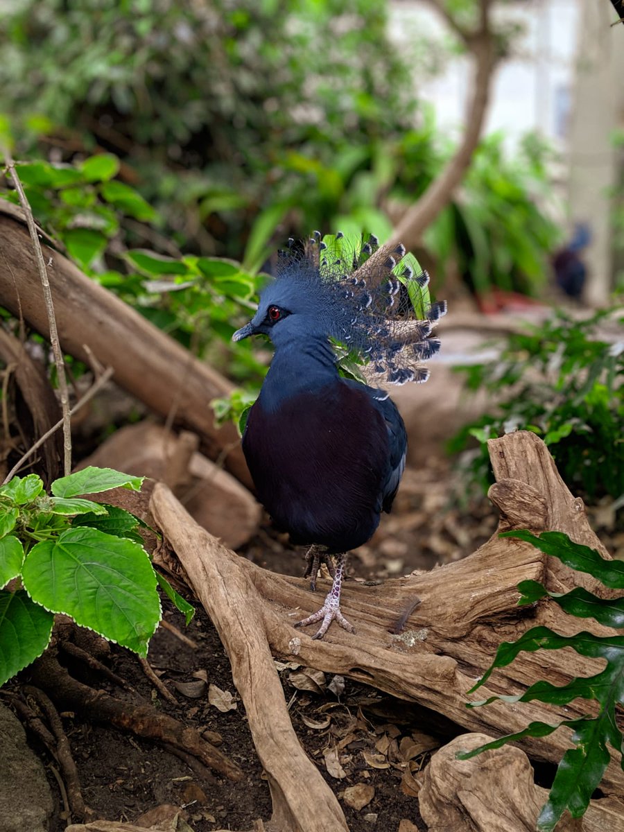 UbisoftToronto's tweet image. We had a great Ubisoft Toronto family zoo day featuring some wild guests 🐍 Thanks for having us @thetorontozoo!
#lifeatubisoft