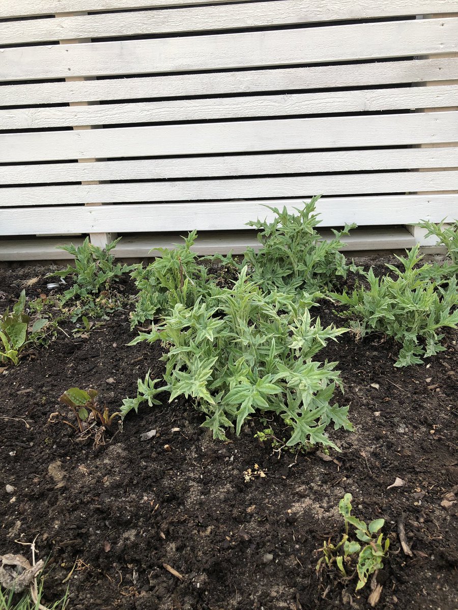 InvesterareOst's tweet photo. Bolltistlarna jag frösådde våren -18 har blivit riktigt stora och fina. 
Riktigt fin växt, som gillas av alla pollinerade. I samma rabatt har jag även Röd rudbeckia.
#Rudbeckia #Solhatt #Bolltistel #Echinopssphaerocephalus #trädgård #blomma #bee https://t.co/cvTbPHbUXg