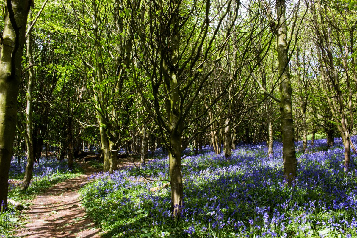 learntthings's tweet image. High Park Wood and Stanmer Park #landscape #landscapephotography #walking #hiking #bird #wildflowers @BrightonHoveCC @RamblersGB @sdnpa @Natures_Voice @WalksBritain @countrywalking
