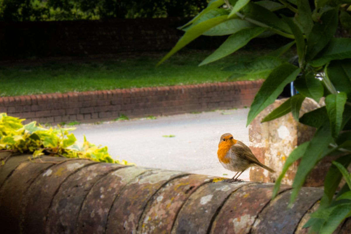 learntthings's tweet image. High Park Wood and Stanmer Park #landscape #landscapephotography #walking #hiking #bird #wildflowers @BrightonHoveCC @RamblersGB @sdnpa @Natures_Voice @WalksBritain @countrywalking