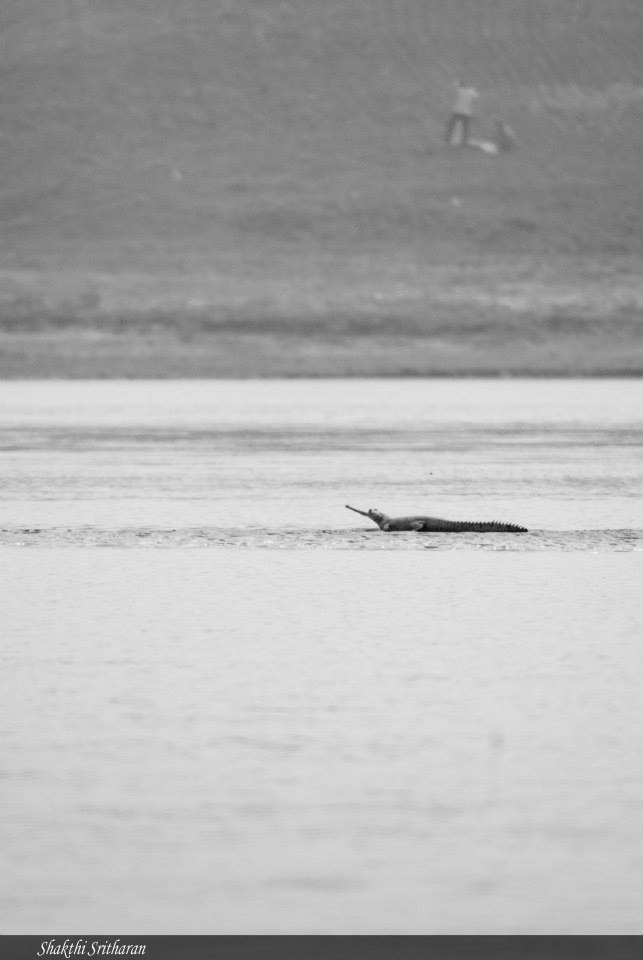 Sharkteeth11's tweet photo. The National Chambal Sanctuary, India would be my #FavouriteProtectedArea It is home to the critically endangered Gharial and several other riverine species @unepwcmc @protectedplanet https://t.co/2ZVw9MXPXb https://t.co/4MPGBxg5B8