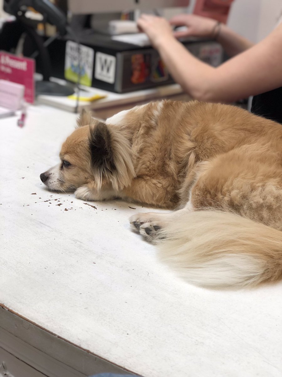 Fitz the one eyed chihuahua laying on the front desk looking all tuckered out and sweet