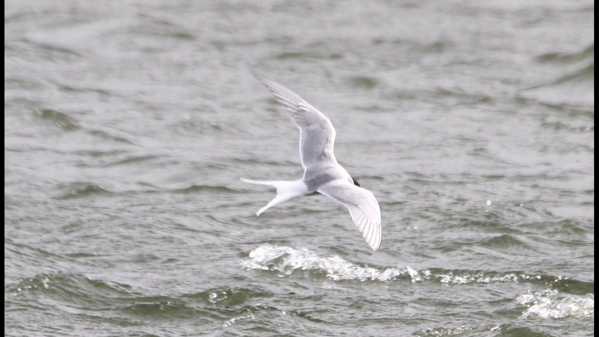 HughieKing's tweet photo. Few pics of the Arctic Terns on Swan Pool Sandwell Valley W Mids today. https://t.co/DRMNKxome4