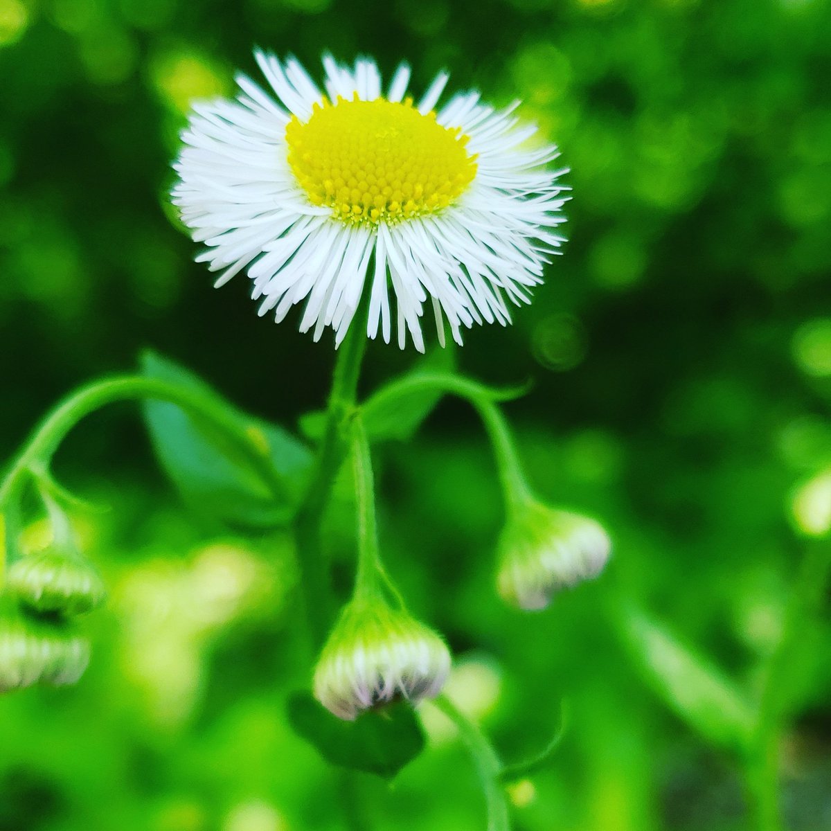 Debmitch63's tweet image. #springinvirginia #spring