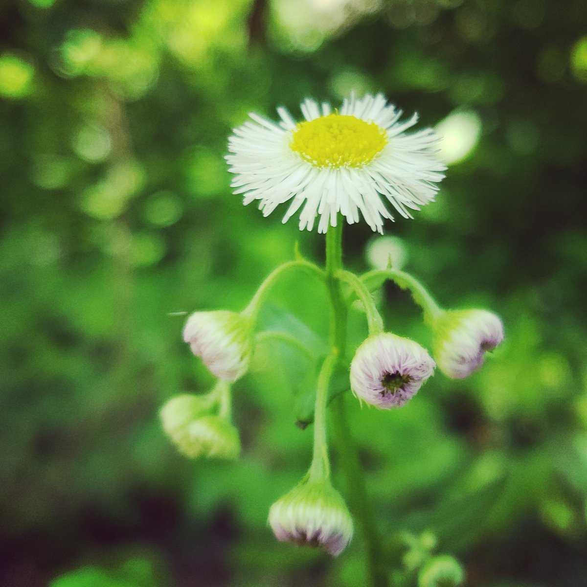 Debmitch63's tweet image. #springinvirginia #spring