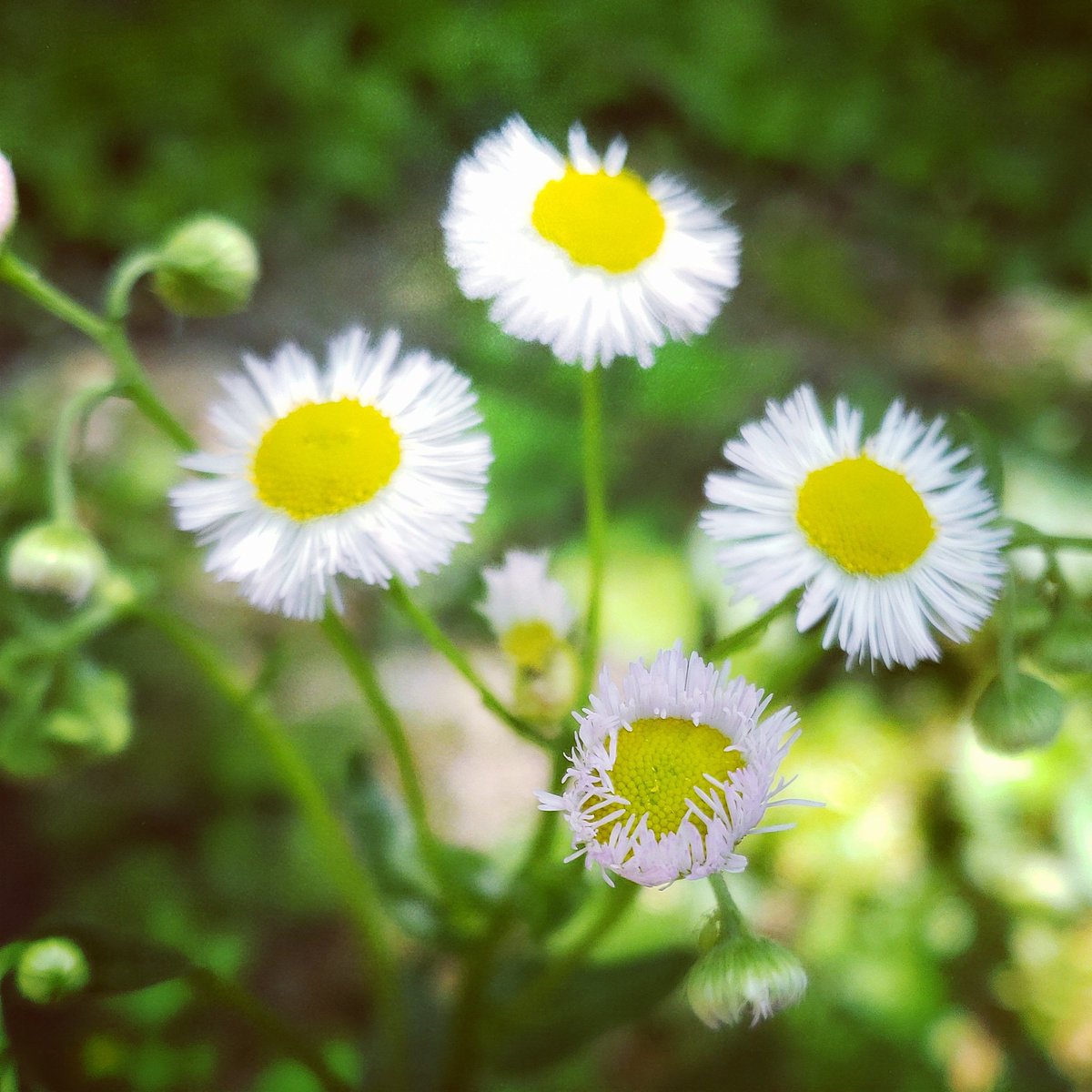 Debmitch63's tweet image. #springinvirginia #spring