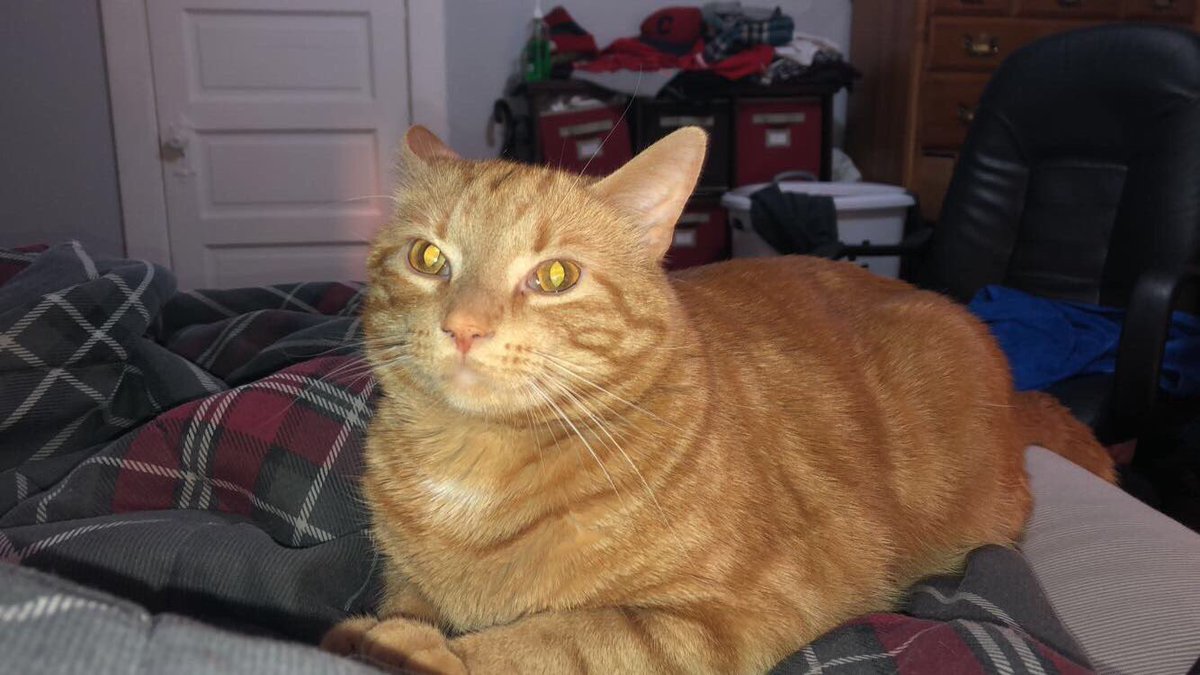 __The_PH3_'s tweet photo. PSA: Monti got out yesterday near YSU campus on Michigan Ave and still has yet to come back. PLEASE if you see him message me, Jordan Brown, or Drew Rogers. Thank you. plz bring my little buddy home :( https://t.co/cxg6E9IGvl