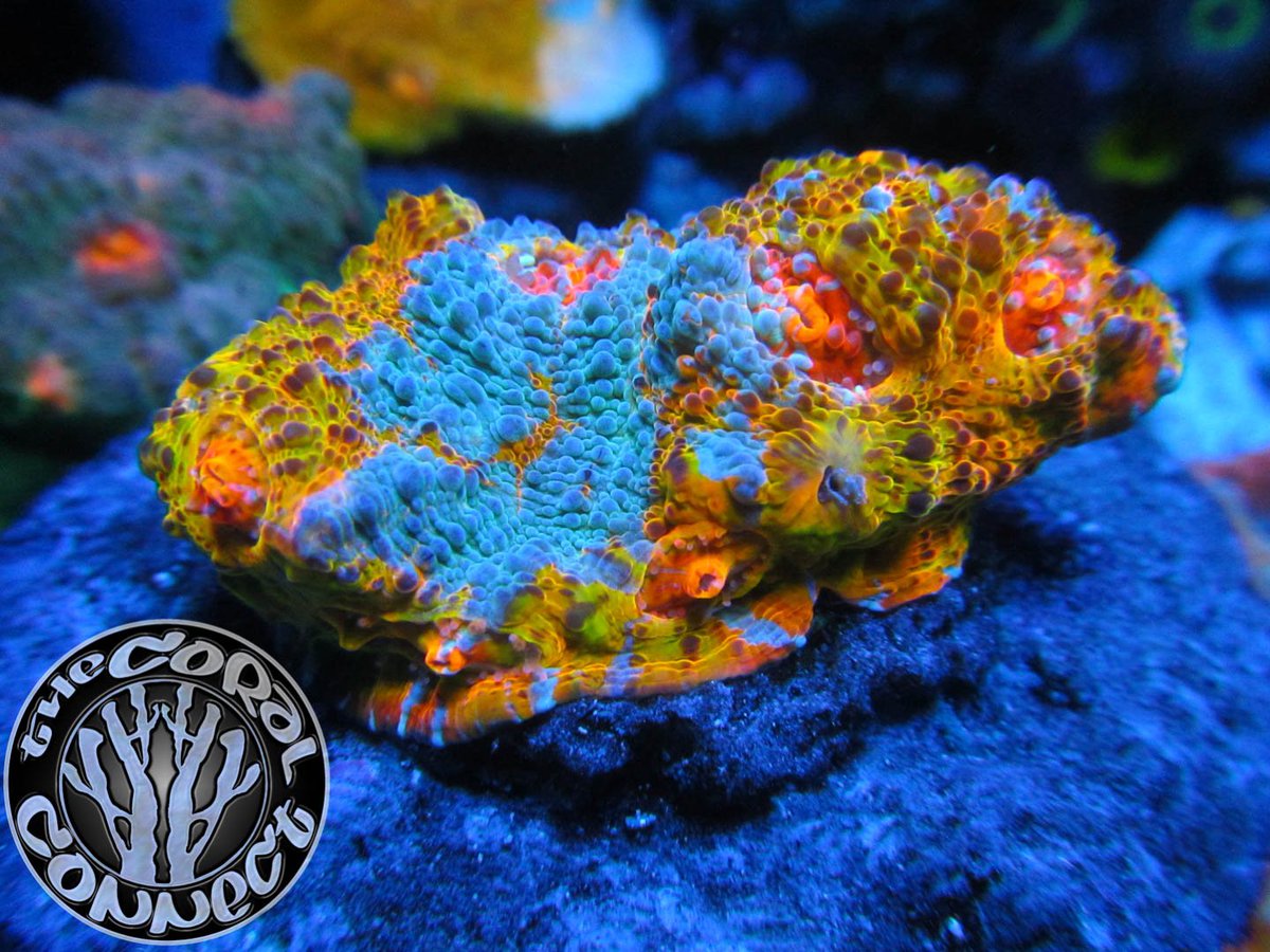 thecoralconnect's tweet photo. TCC Growouts 😎
https://t.co/C5nSNQv1Rv
https://t.co/lXCgb2gXju
https://t.co/eh6AADRjIa
https://t.co/FsWMHxJZ6i
#coral #coralreef https://t.co/t2TwOuQDLg